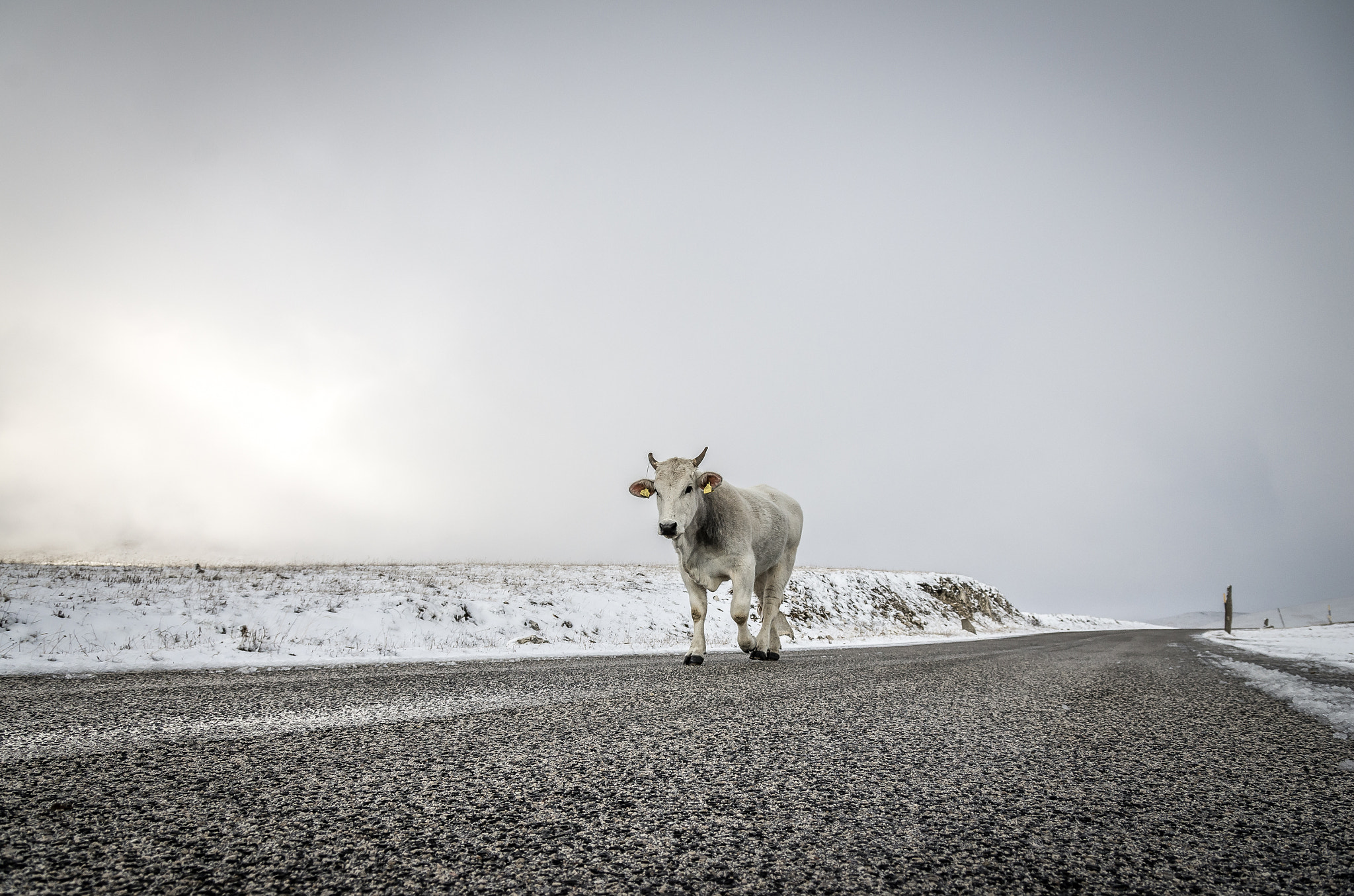 Pentax smc DA 17-70mm F4.0 AL (IF) SDM sample photo. Cow in the snow photography