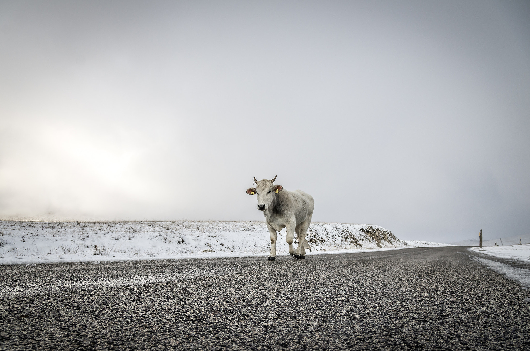 Pentax K-5 sample photo. Cow in the snow photography