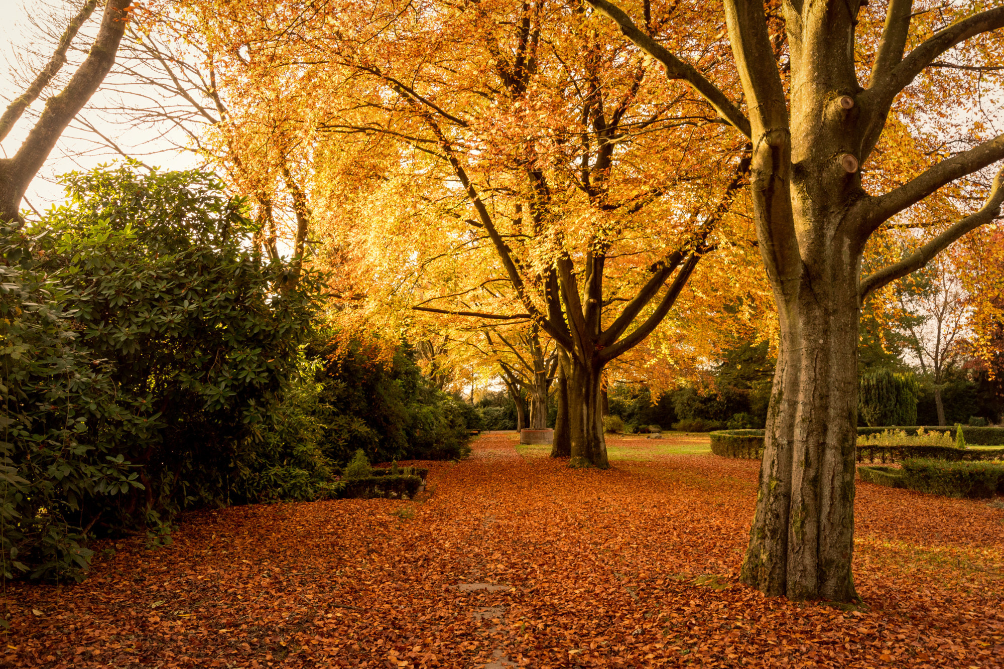 Sony SLT-A68 sample photo. The autumn files: v photography