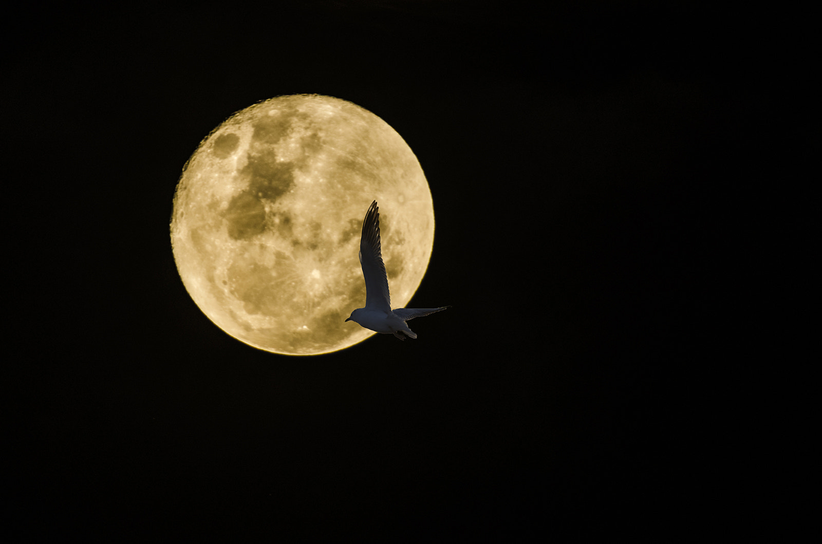 Sigma 50-500mm F4-6.3 EX APO RF HSM sample photo. Super moon photography