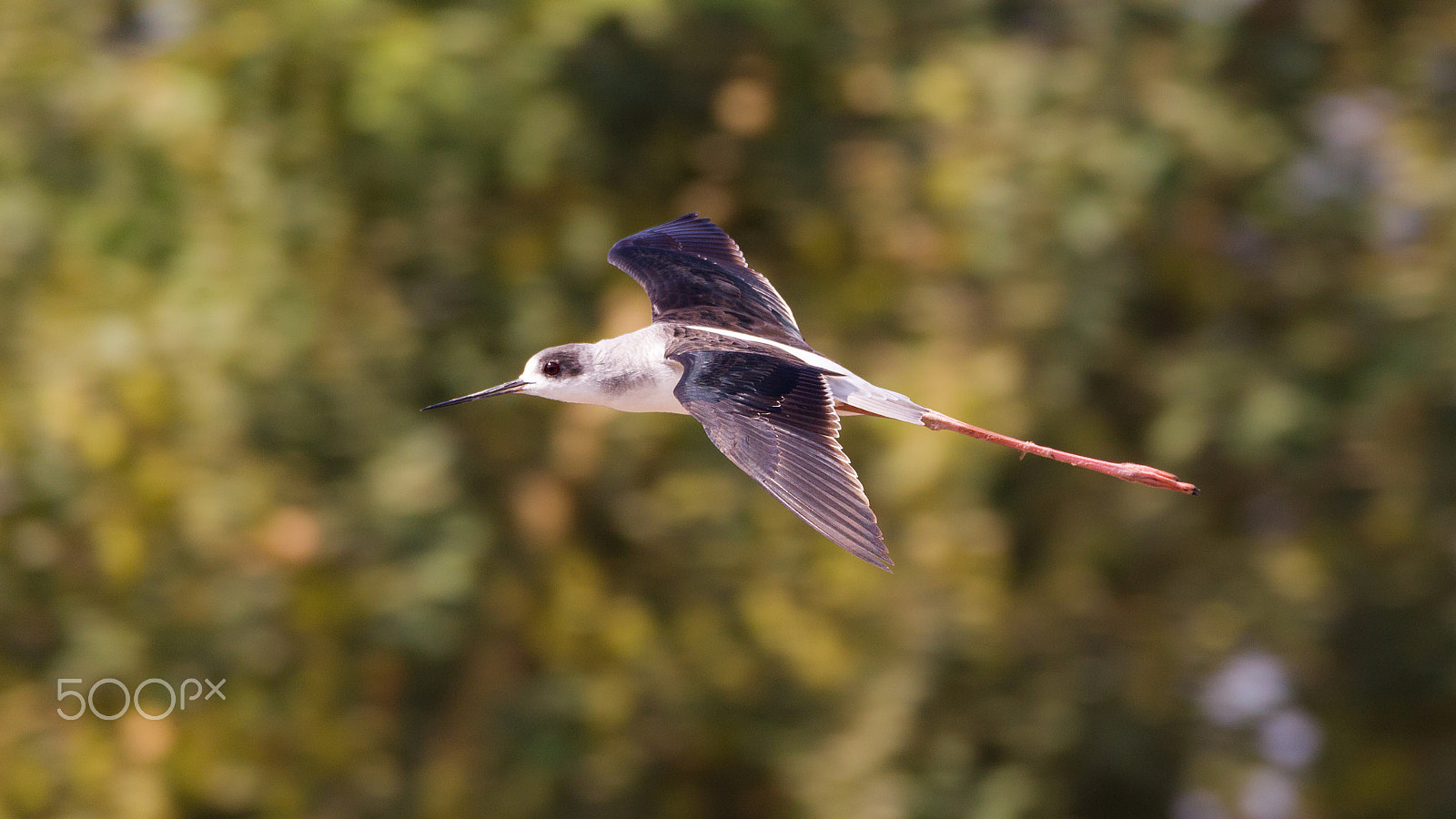 Canon EOS-1D Mark IV sample photo. Black winged stilt photography