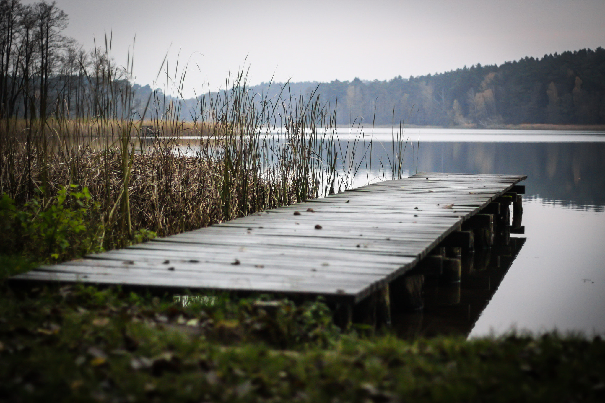 Canon EOS 50D + Canon EF 50mm F1.8 STM sample photo. Drawieński park narodowy  photography