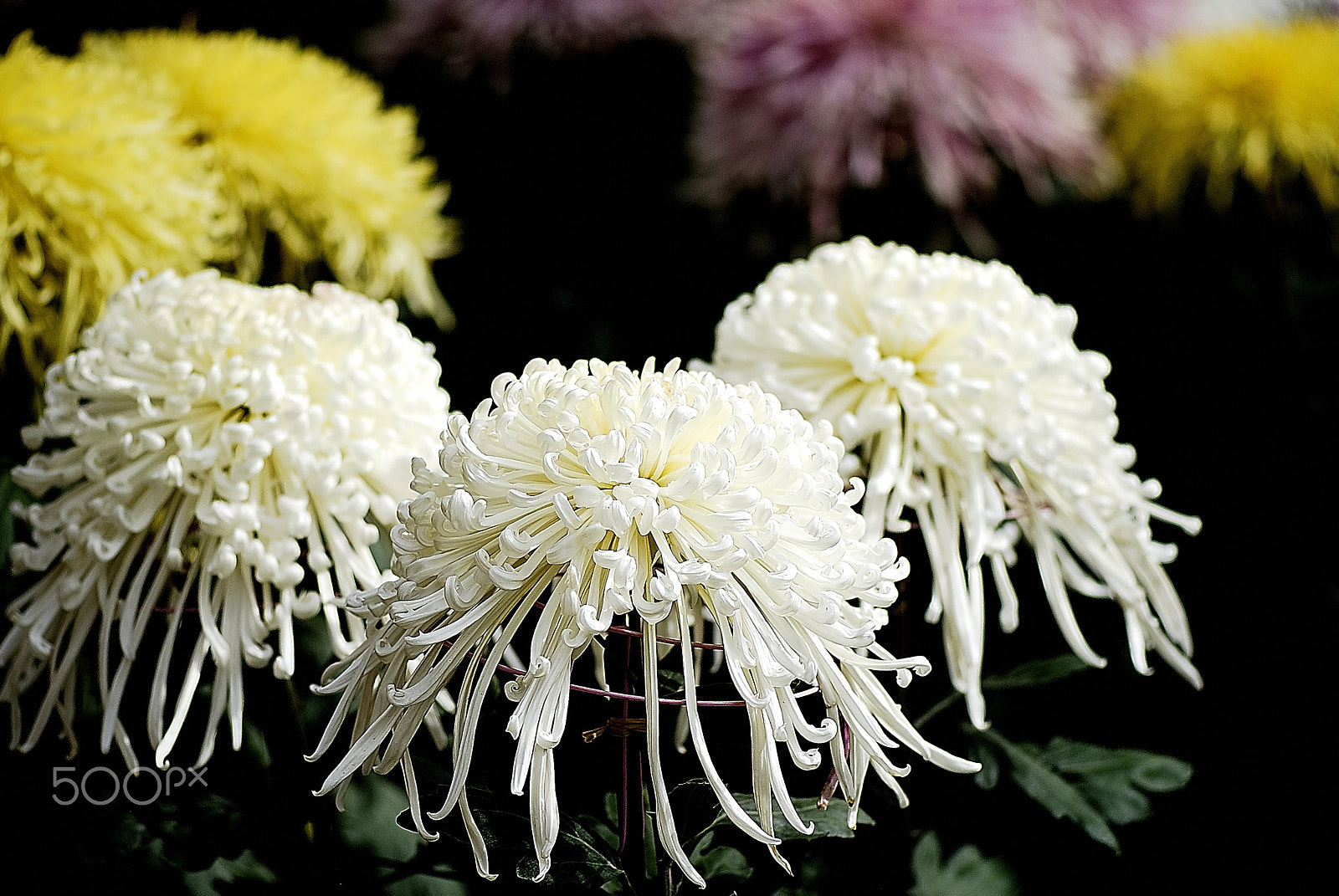 Nikon D200 sample photo. Pure white chrysanthemum～神戸菊花展～ photography