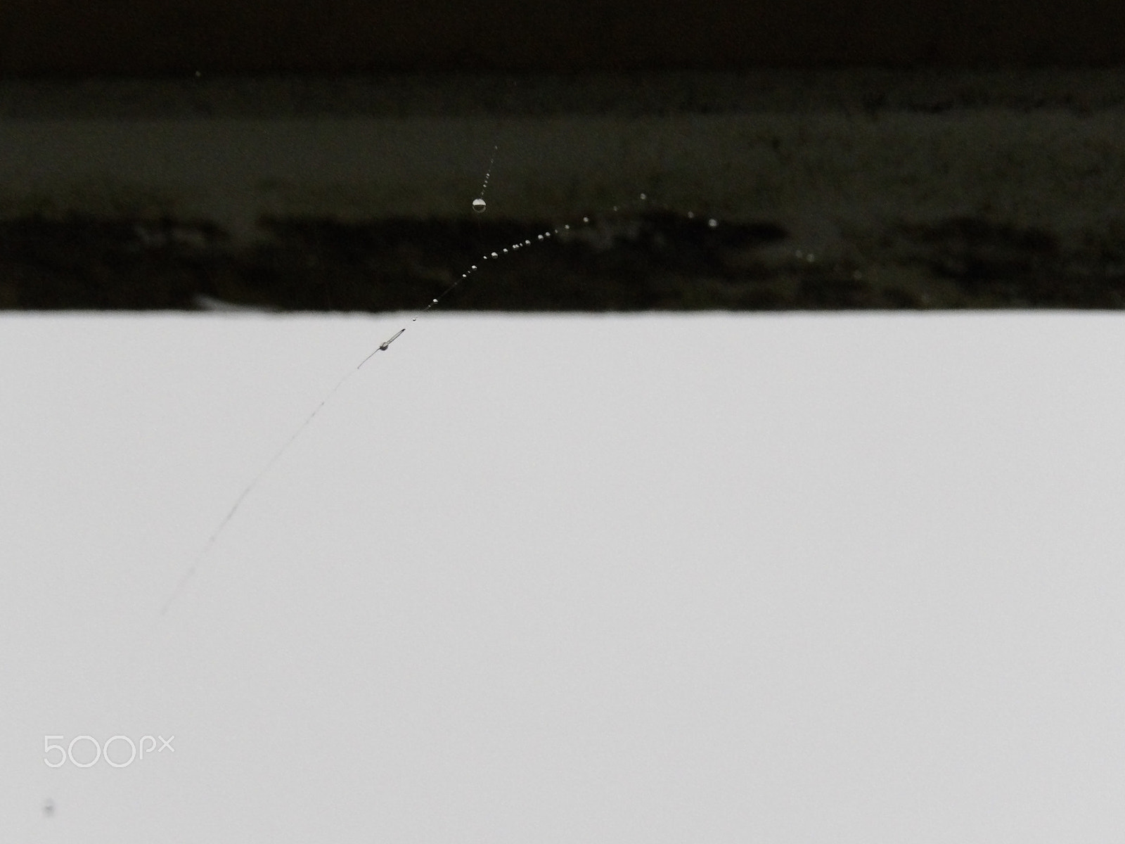 Ricoh PENTAX XG-1 sample photo. Water droplets on a web photography