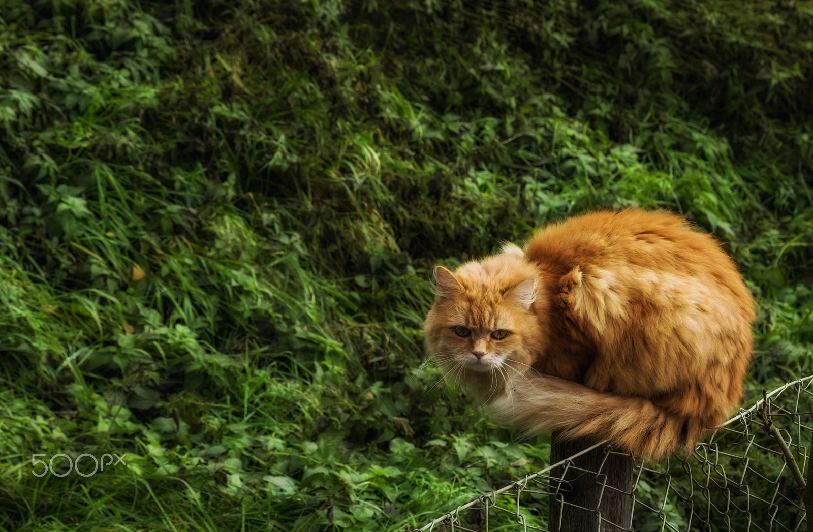 Fujifilm X-T1 + Fujifilm XF 60mm F2.4 R Macro sample photo. Cat photography
