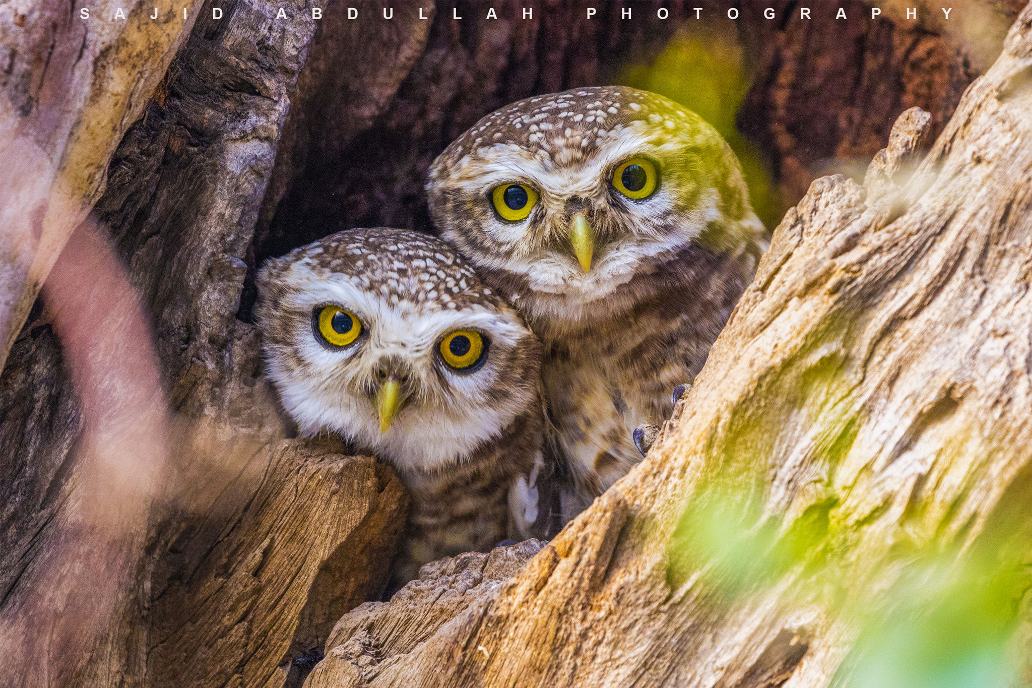 Canon EOS 5DS R sample photo. Hello guys!!! photography