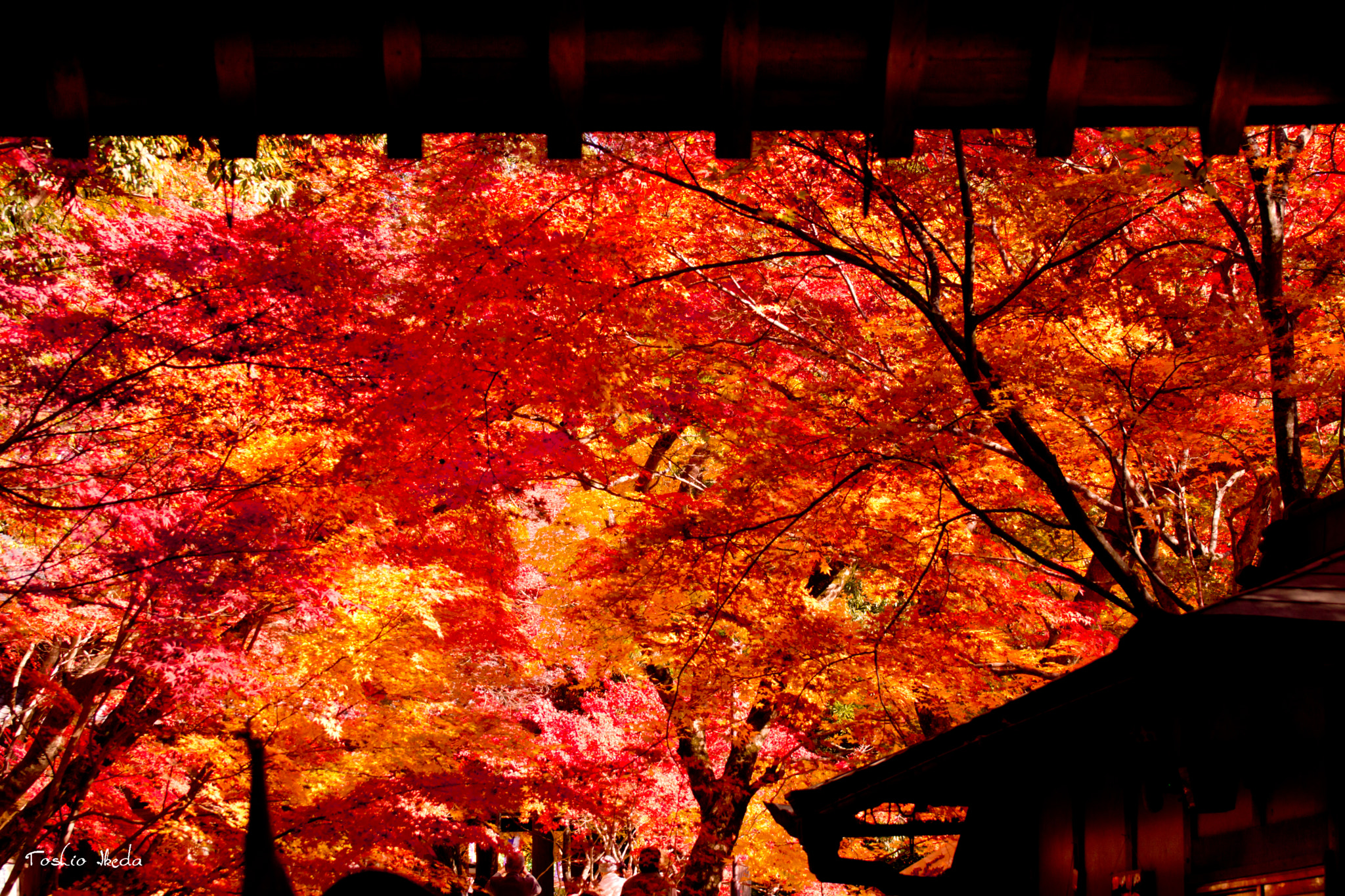 Sony SLT-A77 sample photo. Gate to autumn  永源寺 photography