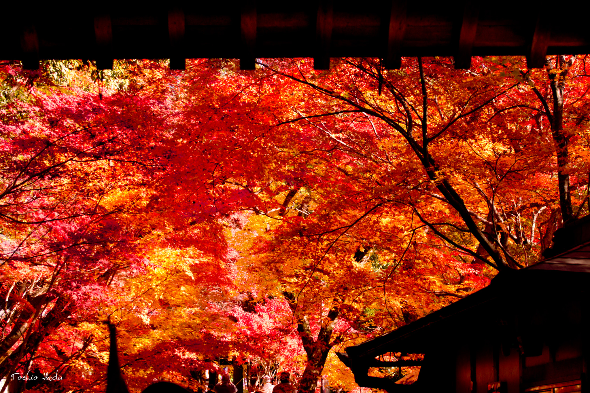 Sony 70-300mm F4.5-5.6 G SSM sample photo. Gate to autumn  永源寺 photography