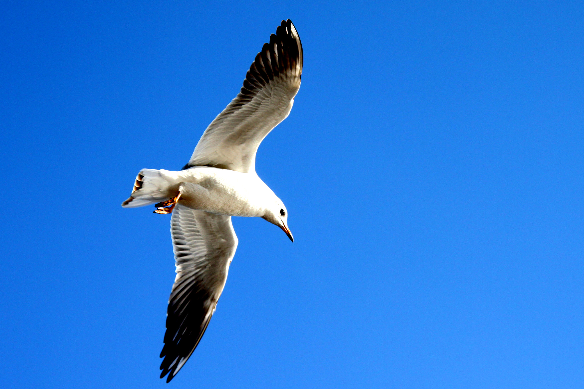 Sigma 18-200mm f/3.5-6.3 DC OS sample photo. 滇池上空的海鸥 photography