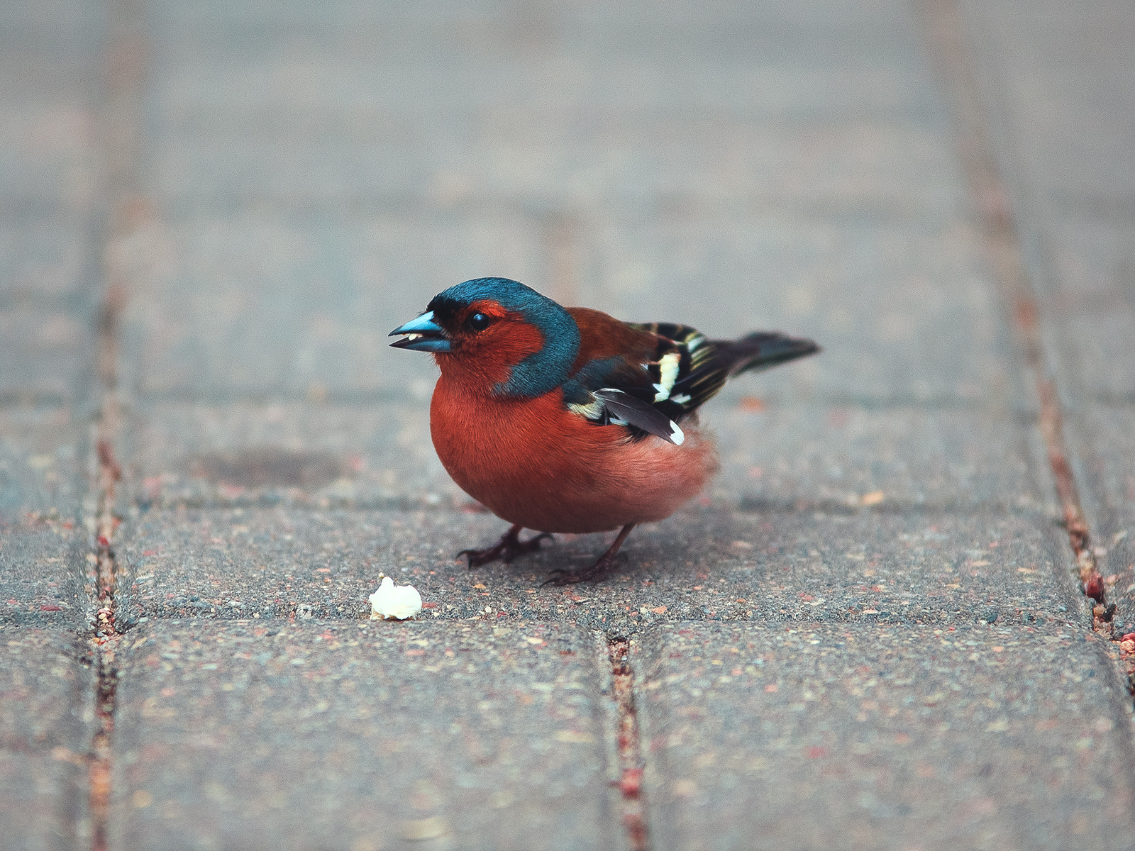 Sigma 70-200mm F2.8 EX DG OS HSM sample photo. Bird photography