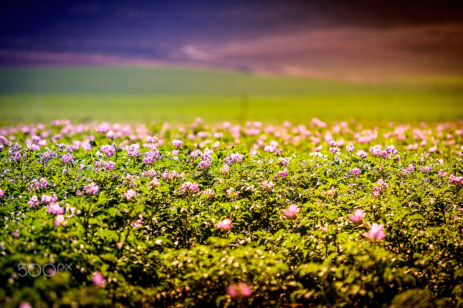 Canon EOS-1D Mark III sample photo. Pan de azúcar photography