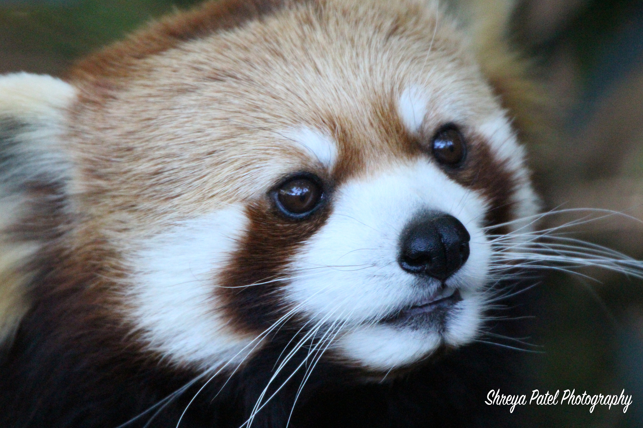 Canon EOS 650D (EOS Rebel T4i / EOS Kiss X6i) + Sigma 50-500mm F4.5-6.3 DG OS HSM sample photo. Red panda photography