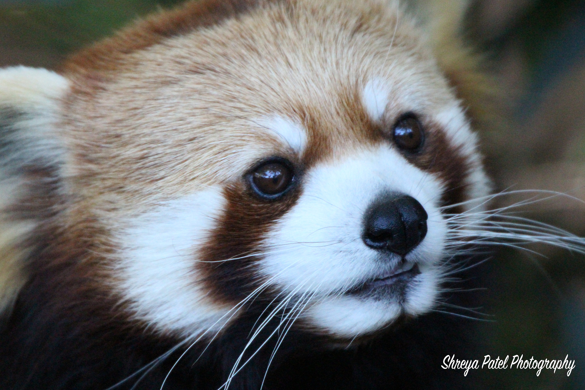 Canon EOS 650D (EOS Rebel T4i / EOS Kiss X6i) sample photo. Red panda photography