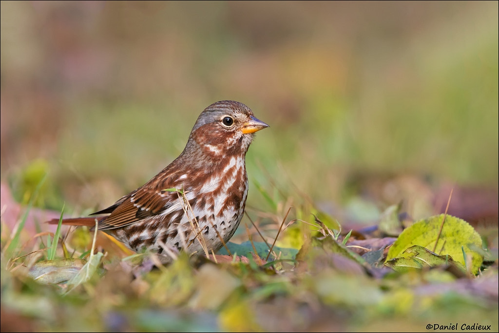 Canon EF 500mm F4L IS II USM sample photo. Fox sparrow photography
