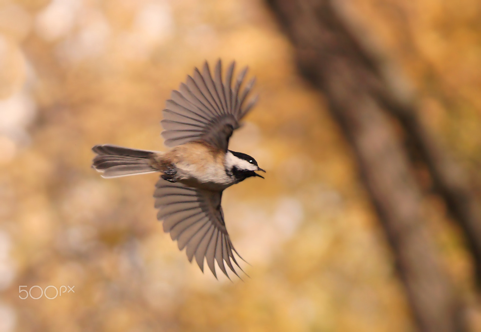 Sony 75-300mm F4.5-5.6 sample photo. Airborne photography