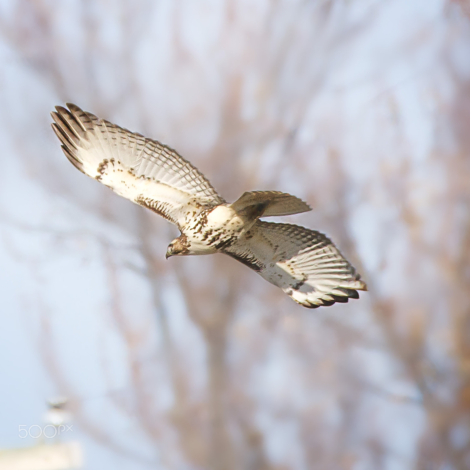 150-600mm F5-6.3 DG OS HSM | Contemporary 015 sample photo. Wings photography