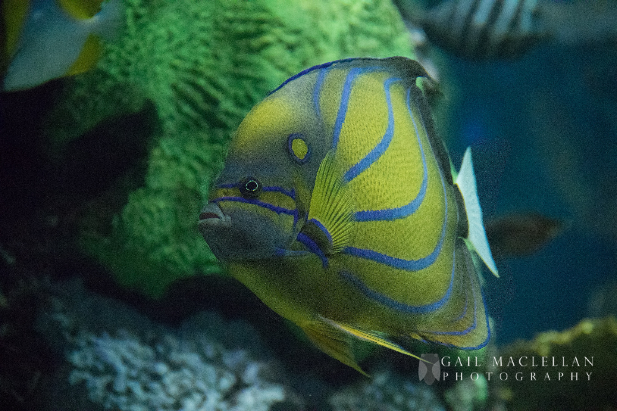 Canon EF-S 18-135mm F3.5-5.6 IS sample photo. Ripley's aquarium  - toronto on photography