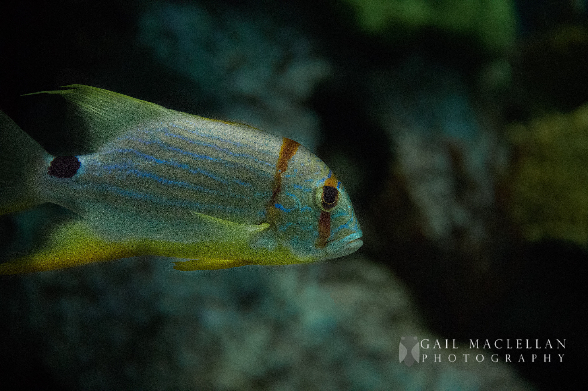 Canon EF-S 18-135mm F3.5-5.6 IS sample photo. Ripley's aquarium  - toronto on photography