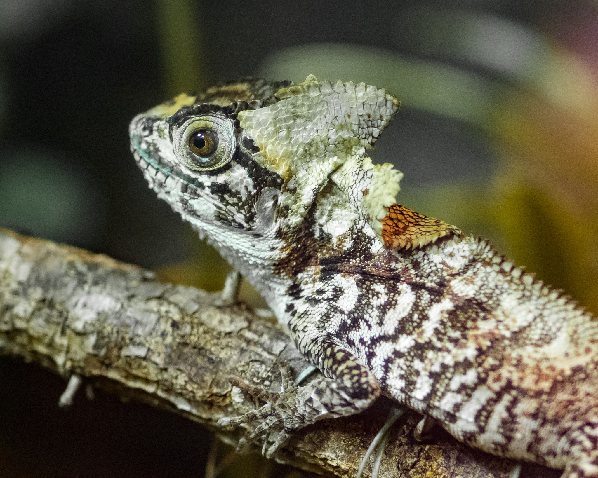 Olympus OM-D E-M1 + OLYMPUS 50mm Lens sample photo. Helmeted iguana (corytophanes cristatus) photography