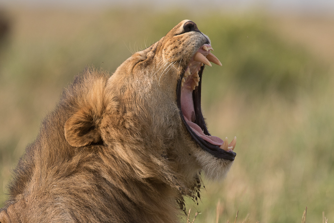 Canon EF 400mm F4 DO IS II USM sample photo. Lion's yawn photography