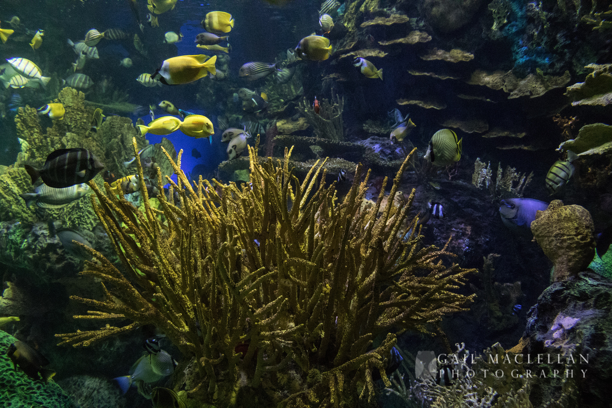 Canon EF-S 18-135mm F3.5-5.6 IS sample photo. Ripley's aquarium  - toronto on photography