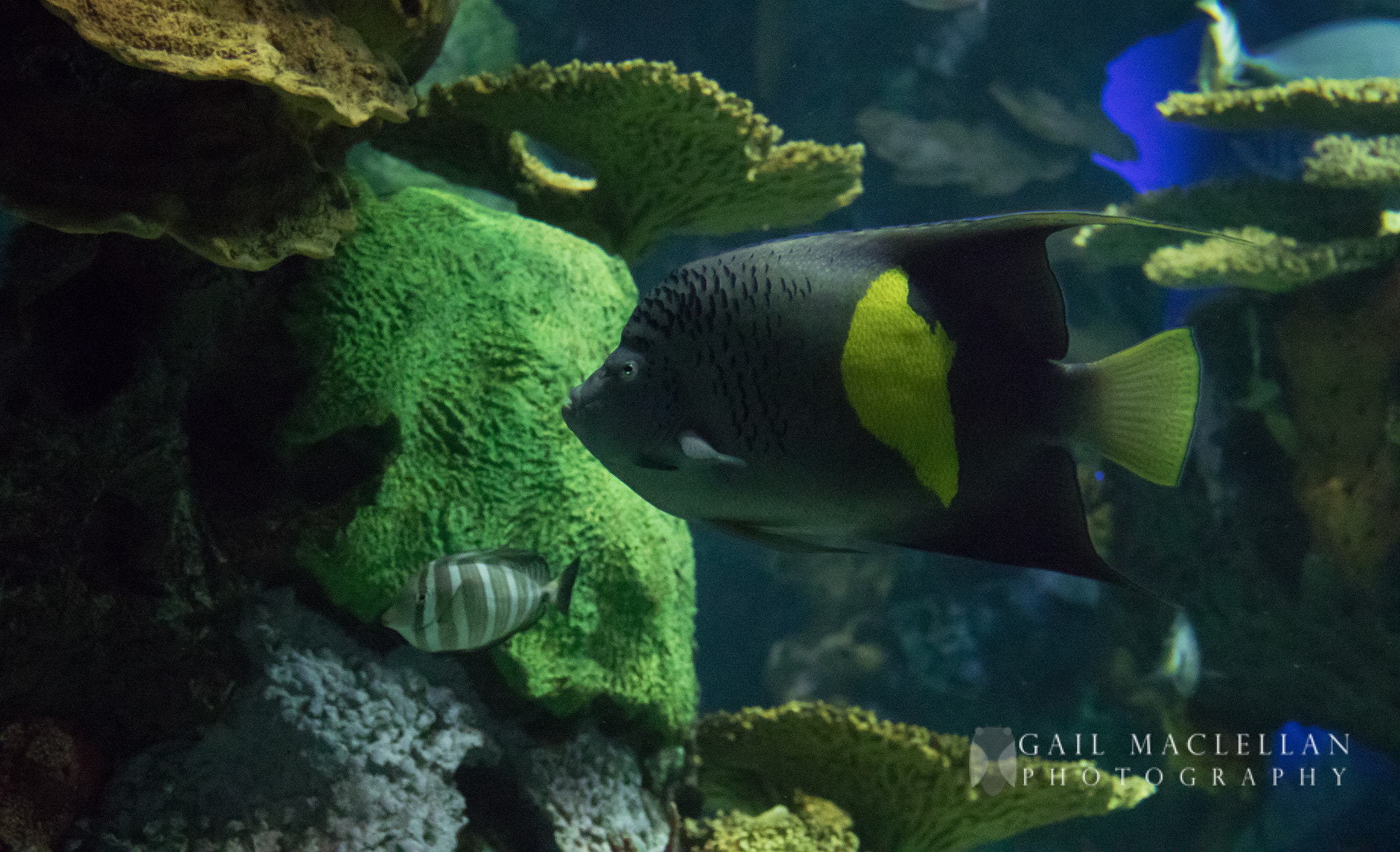 Canon EF-S 18-135mm F3.5-5.6 IS sample photo. Ripley's aquarium  - toronto on photography