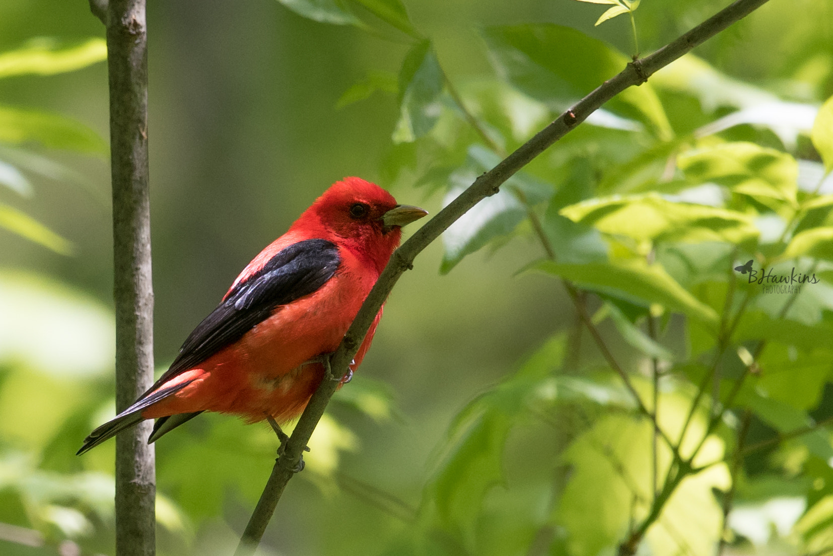 Nikon Nikkor AF-S 300mm F4E PF ED VR sample photo. Scarlet tanager photography