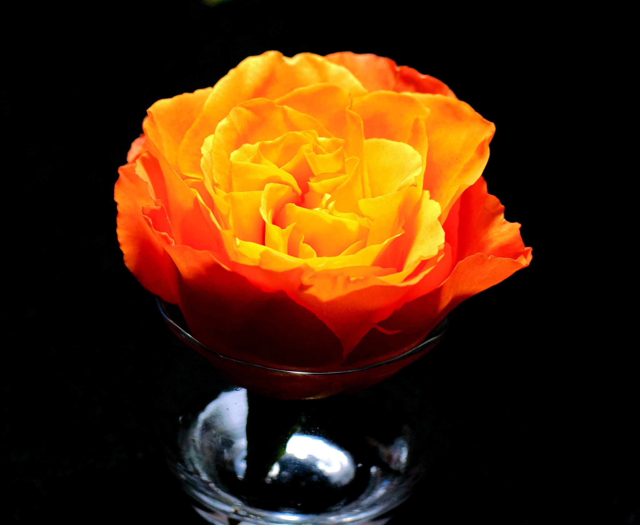 Sony SLT-A77 + Minolta AF 50mm F1.4 [New] sample photo. Apricot rose photography