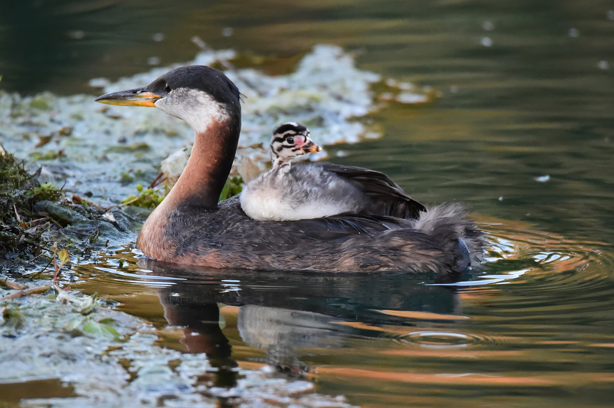 Sigma 150-600mm F5-6.3 DG OS HSM | S sample photo. Carry photography