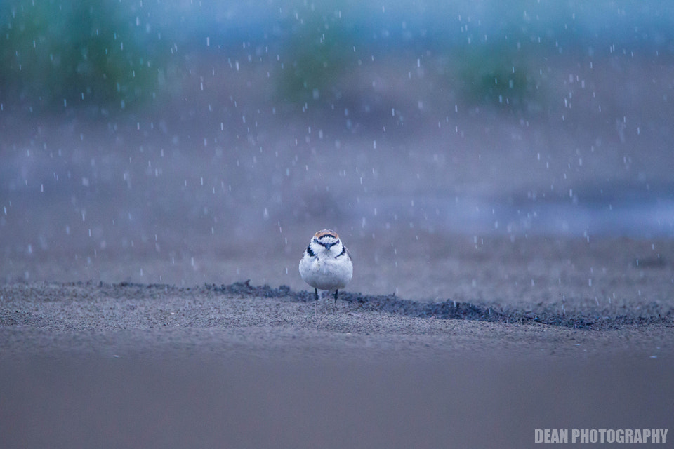 Canon EOS-1D Mark IV sample photo. Raining photography