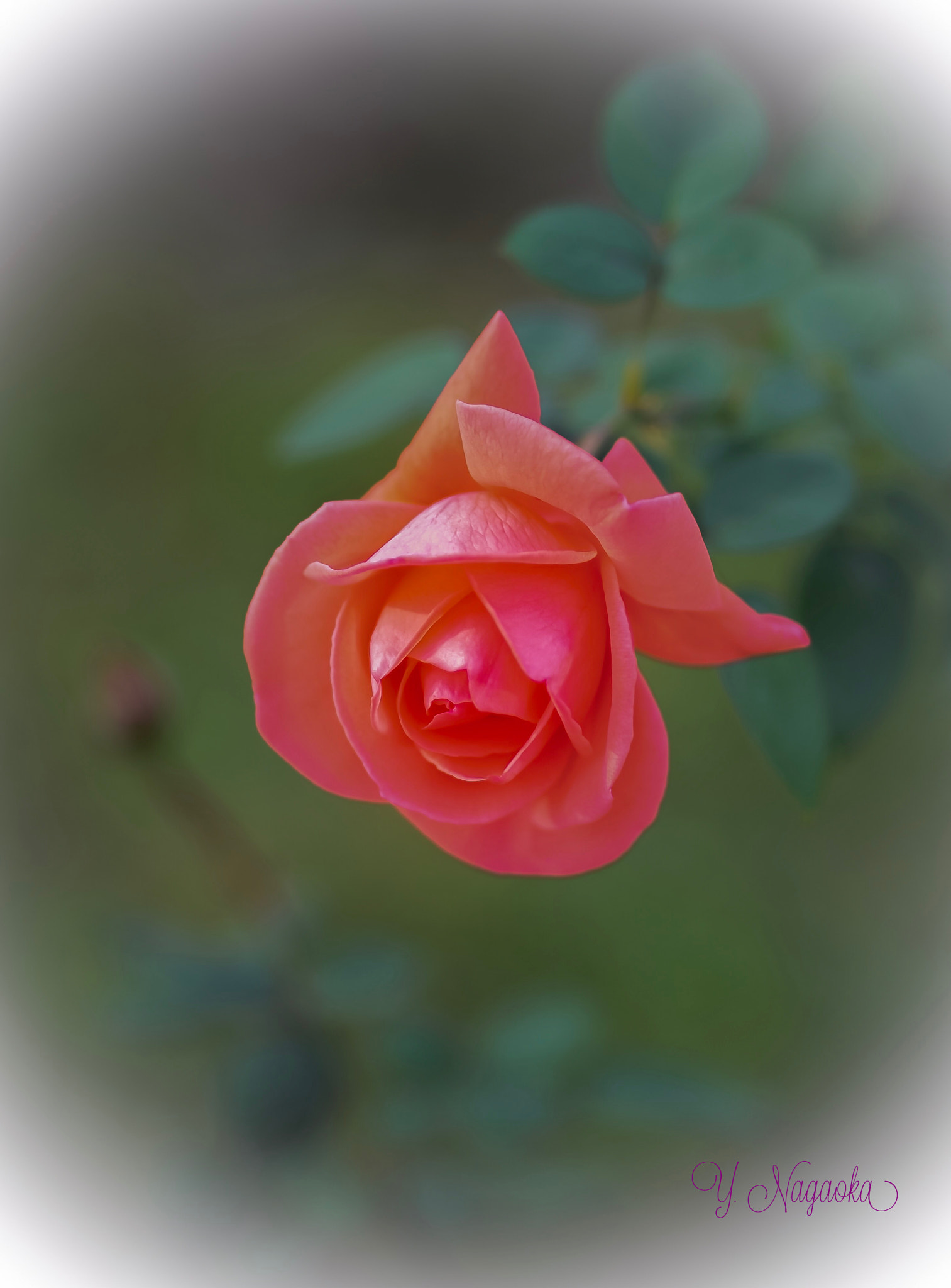 Nikon D800E sample photo. Winter rose photography