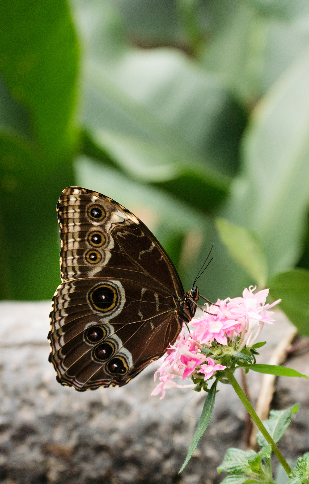 Nikon 1 Nikkor VR 30-110mm F3.8-5.6 sample photo. Monarchbutterfly photography