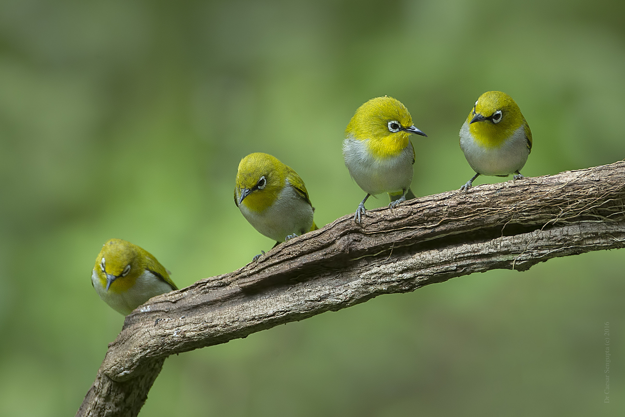 Canon EF 500mm F4L IS USM sample photo. Oriental white eye photography