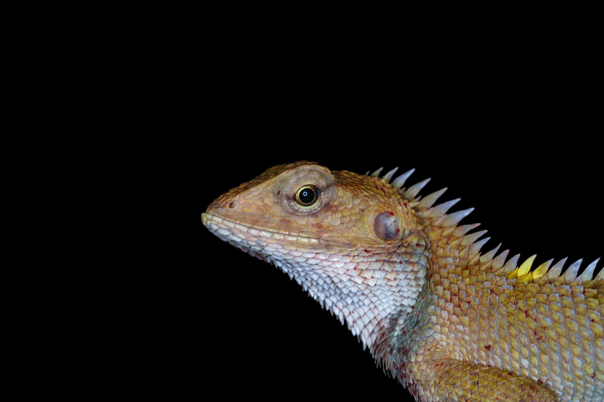 Tamron 18-270mm F3.5-6.3 Di II PZD sample photo. Lizard photography