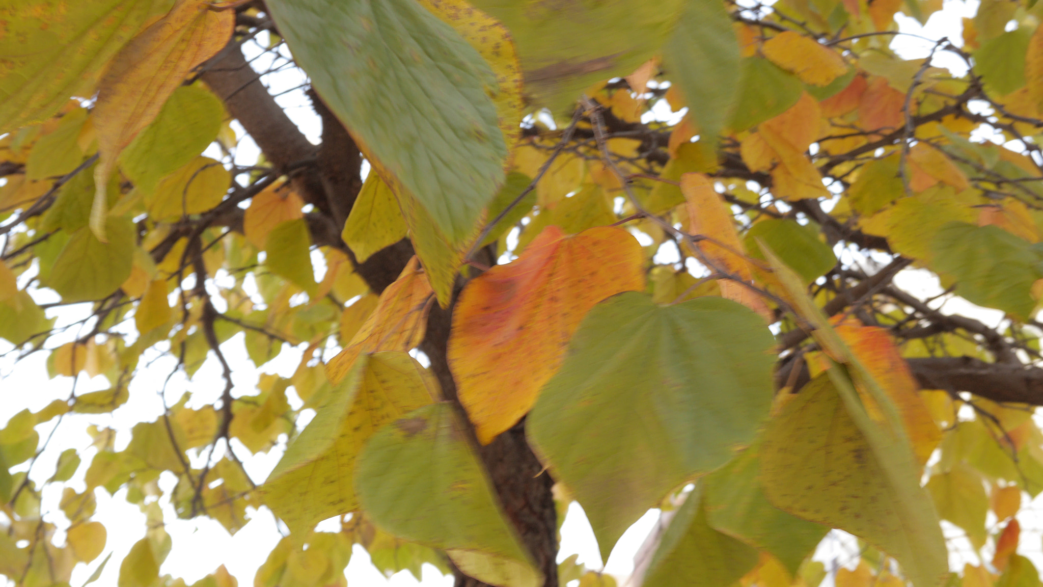 Panasonic Lumix DMC-GH3 + Panasonic Leica DG Summilux 25mm F1.4 II ASPH sample photo. Heart leaves photography