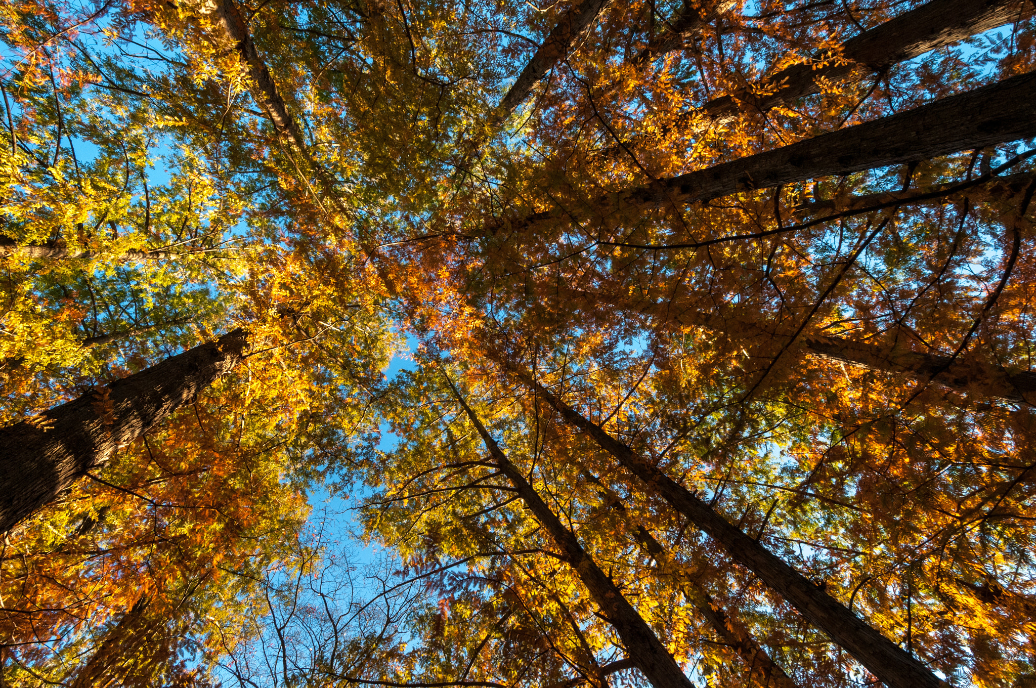 Nikon D300 sample photo. National arboretum autumn photography