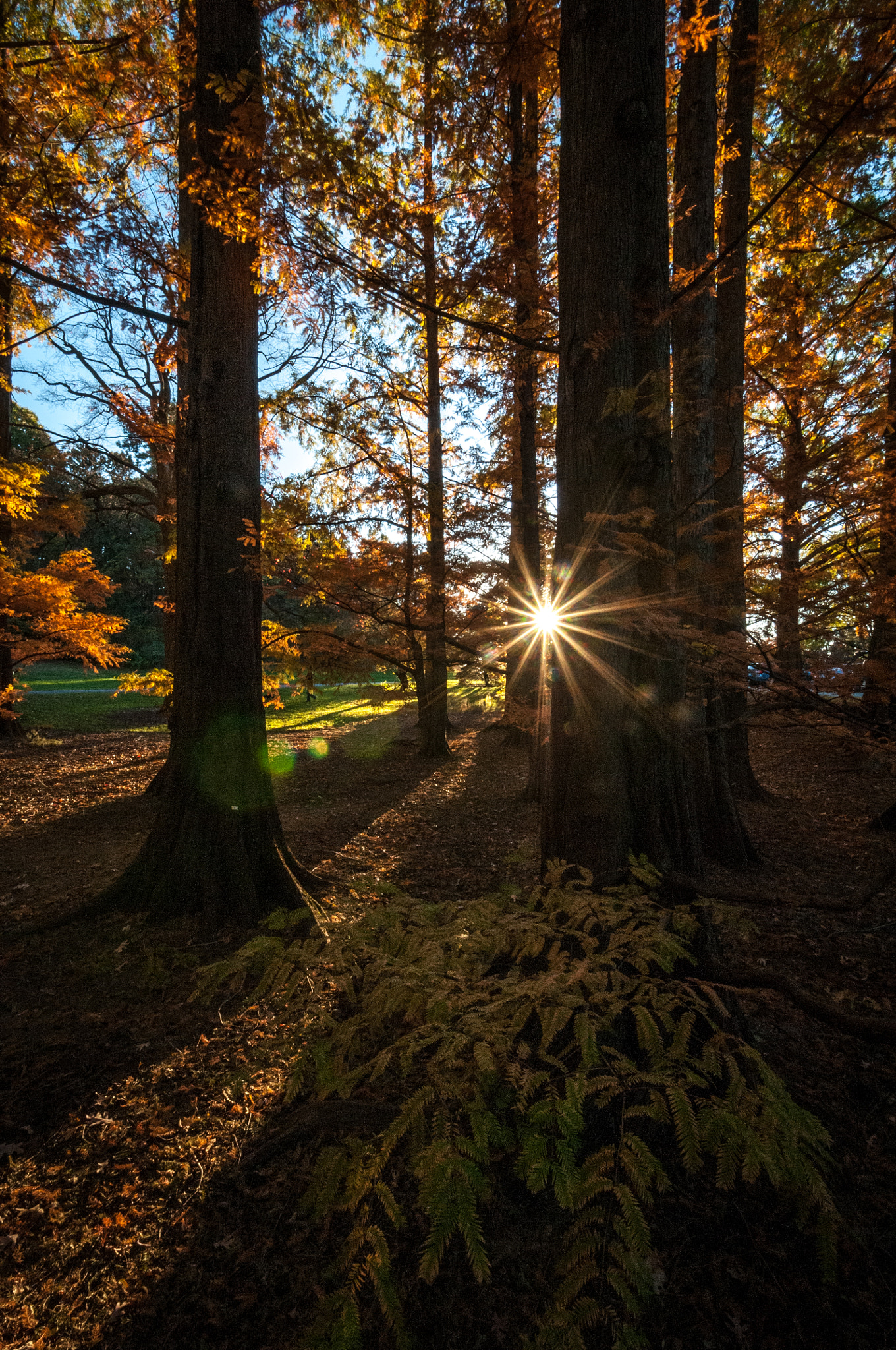 Nikon D300 sample photo. National arboretum autumn photography