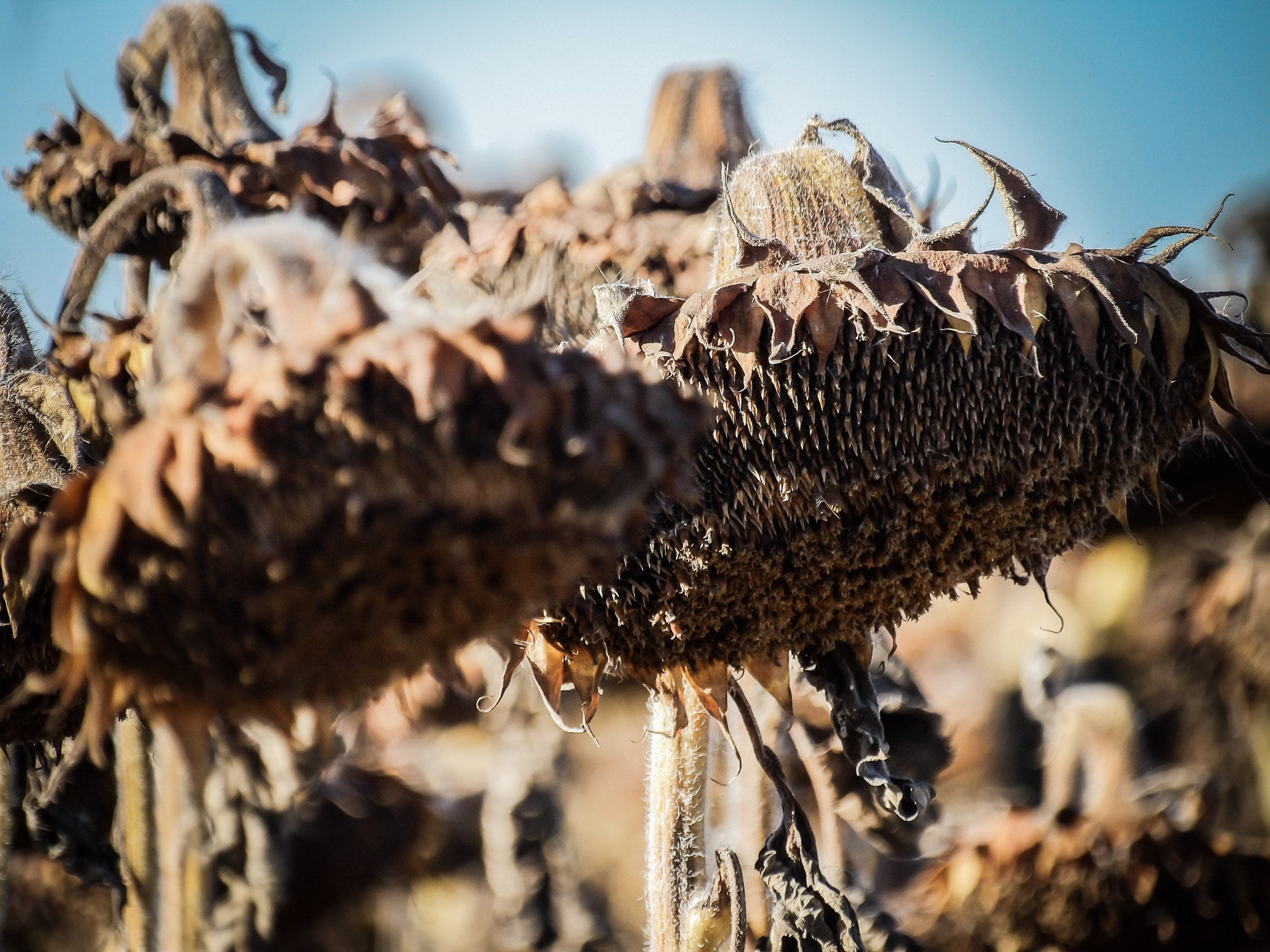 Ricoh PENTAX XG-1 sample photo. Dead sunflower photography