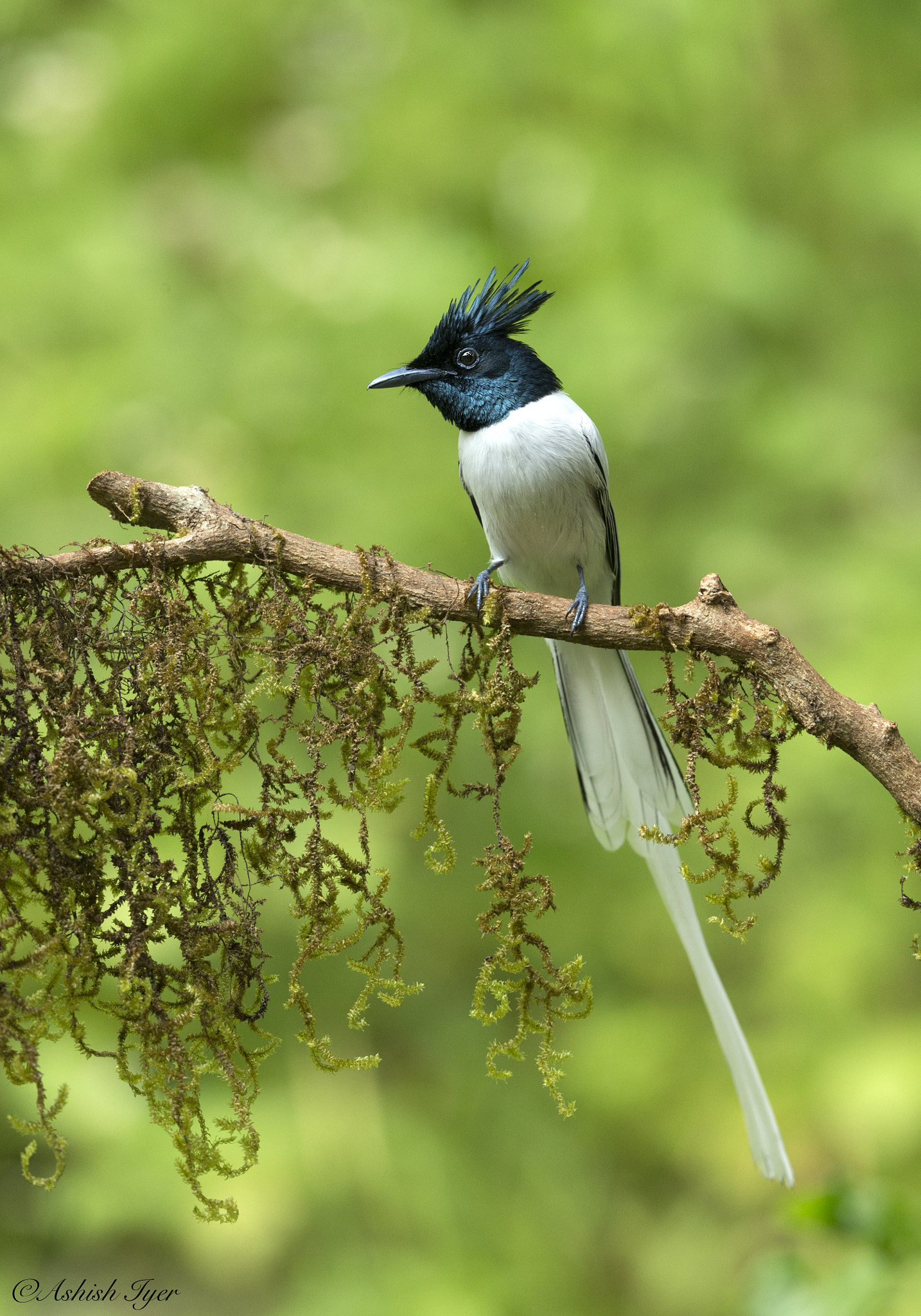 Canon EOS-1D X + Canon EF 500mm F4L IS II USM sample photo. Indian paradise flycatcher photography