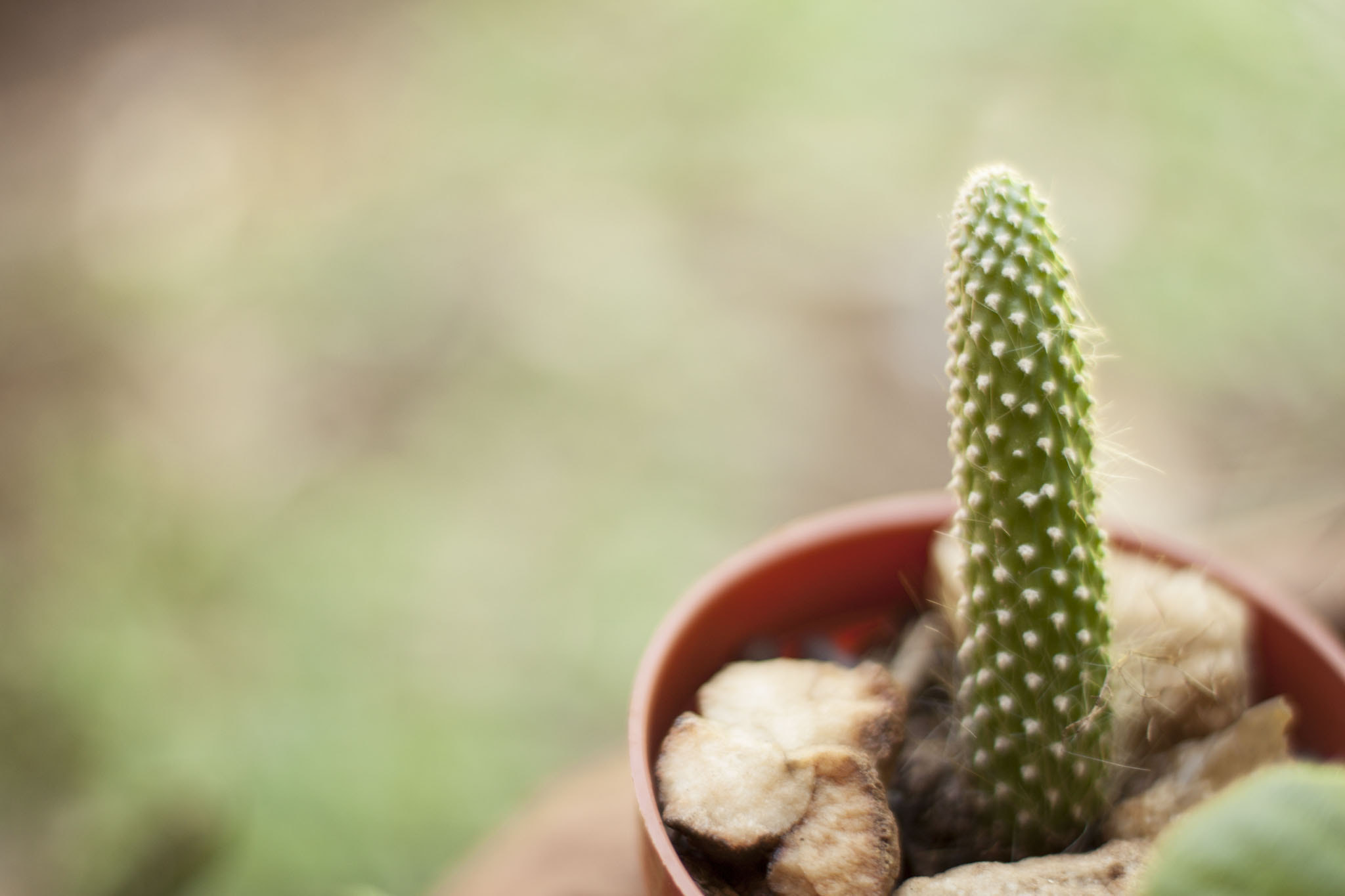 Canon EOS 500D (EOS Rebel T1i / EOS Kiss X3) sample photo. Cactus photography