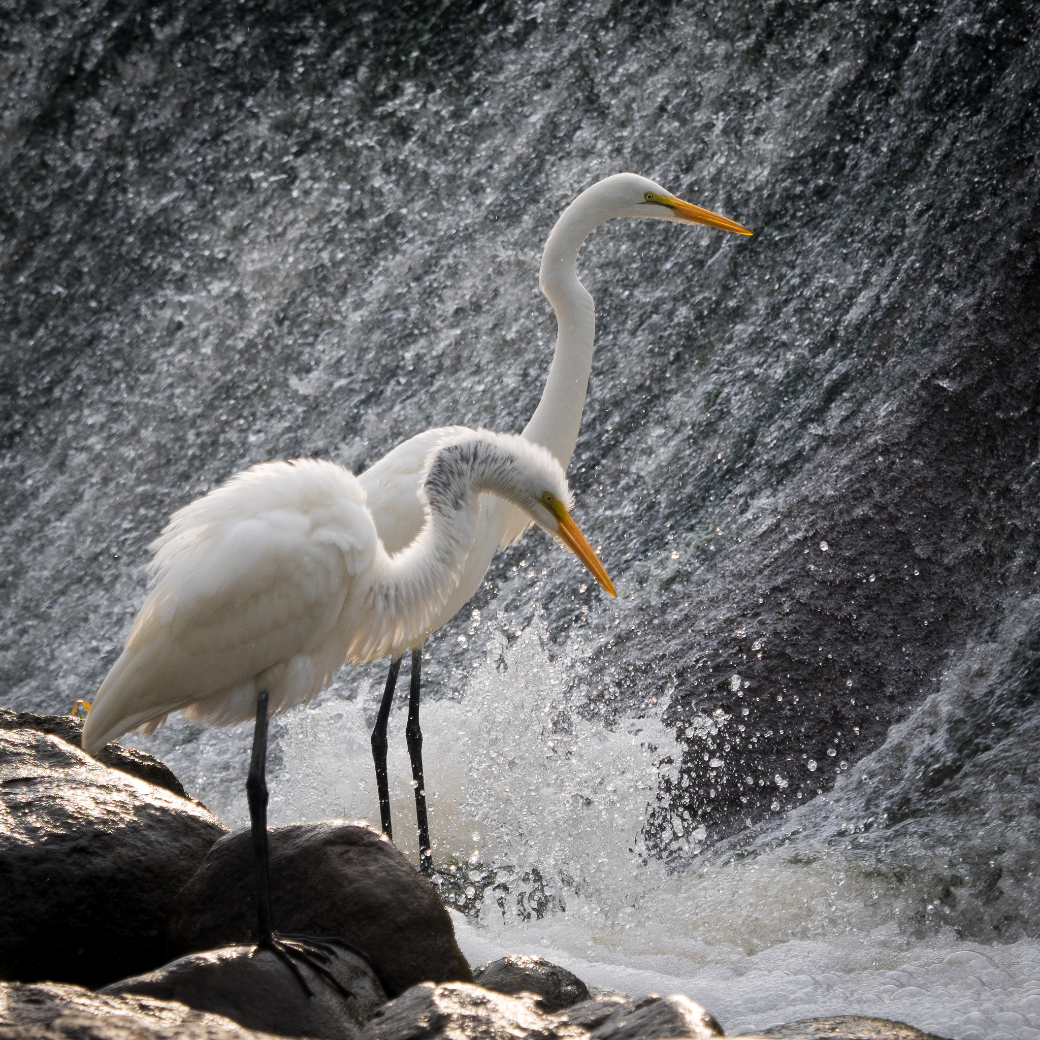 Olympus OM-D E-M5 II + Olympus M.Zuiko Digital ED 40-150mm F2.8 Pro sample photo. Great egrets at echo park photography