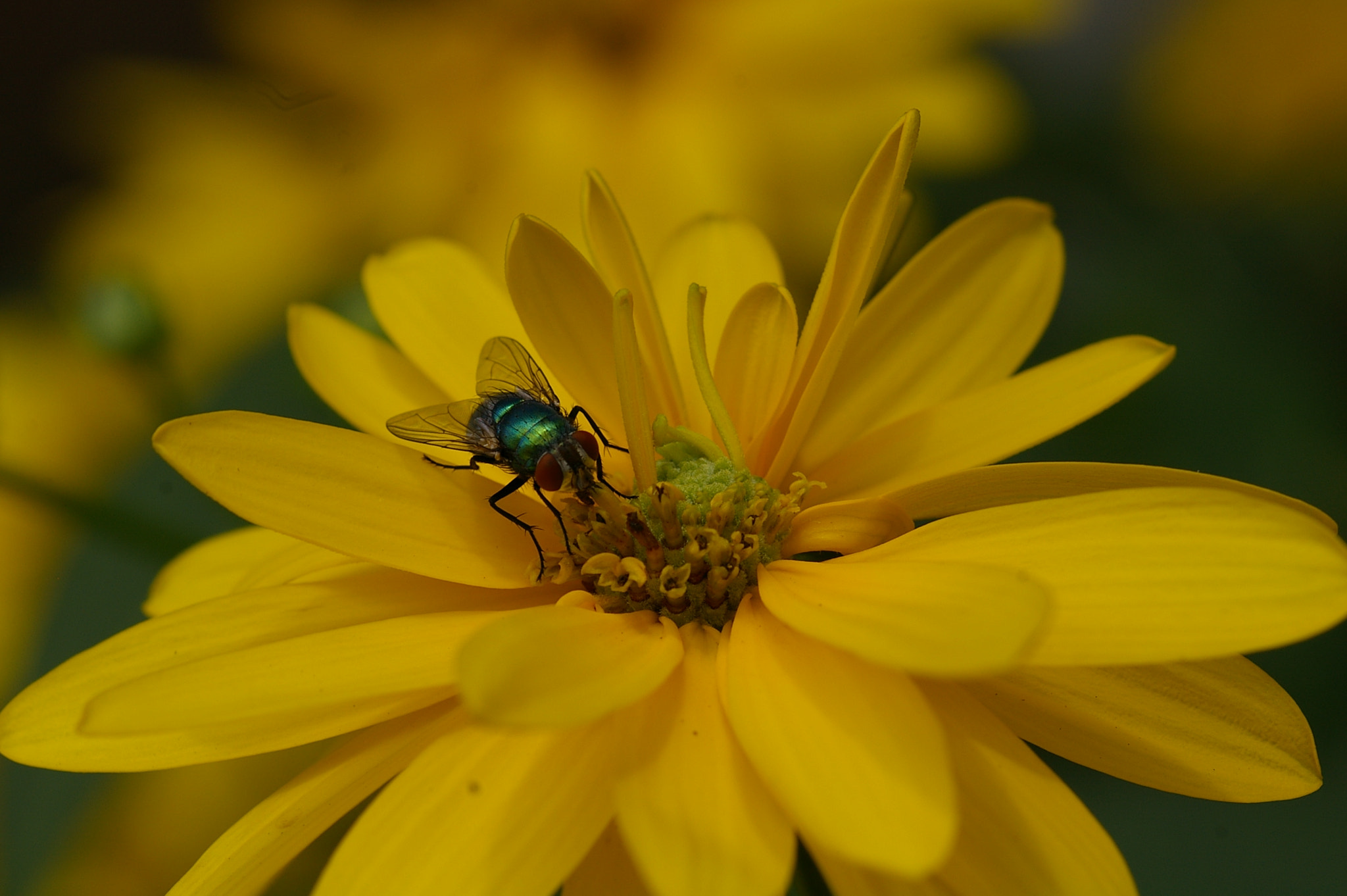 Pentax *ist DS sample photo. A fly on a flower photography