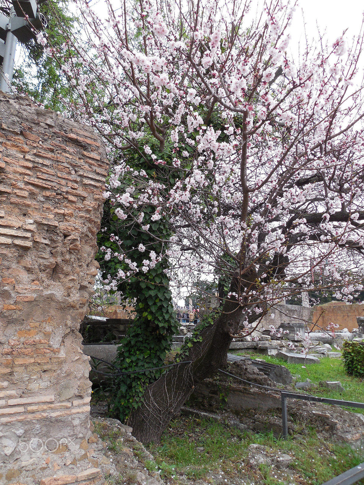 Nikon COOLPIX L620 sample photo. Nature roman forum photography