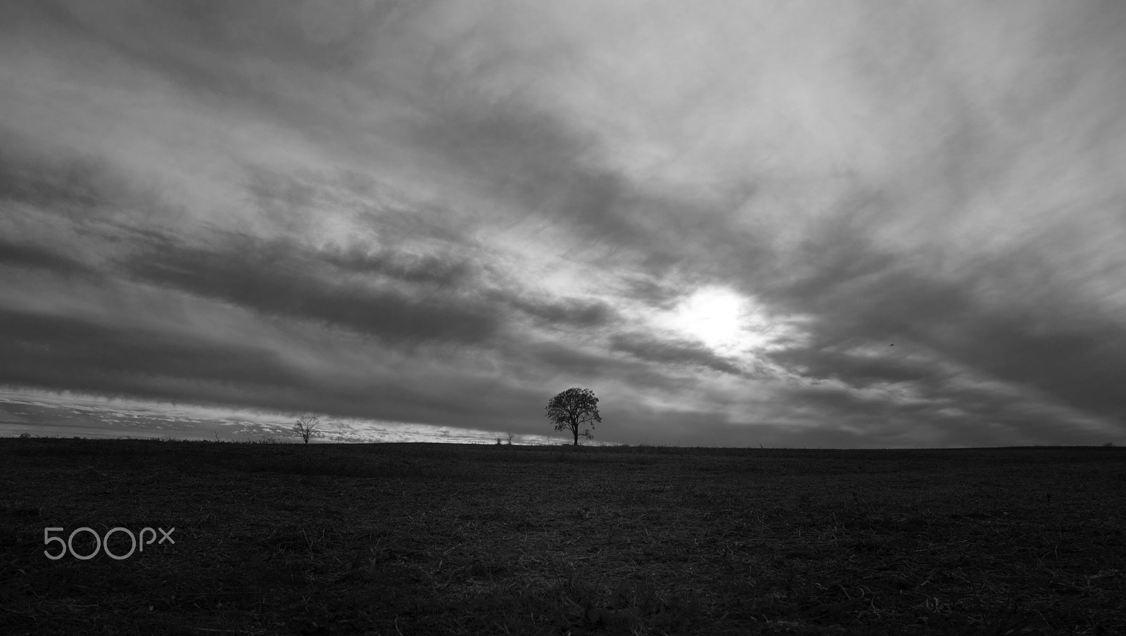 Nikon D610 sample photo. Lonely tree photography