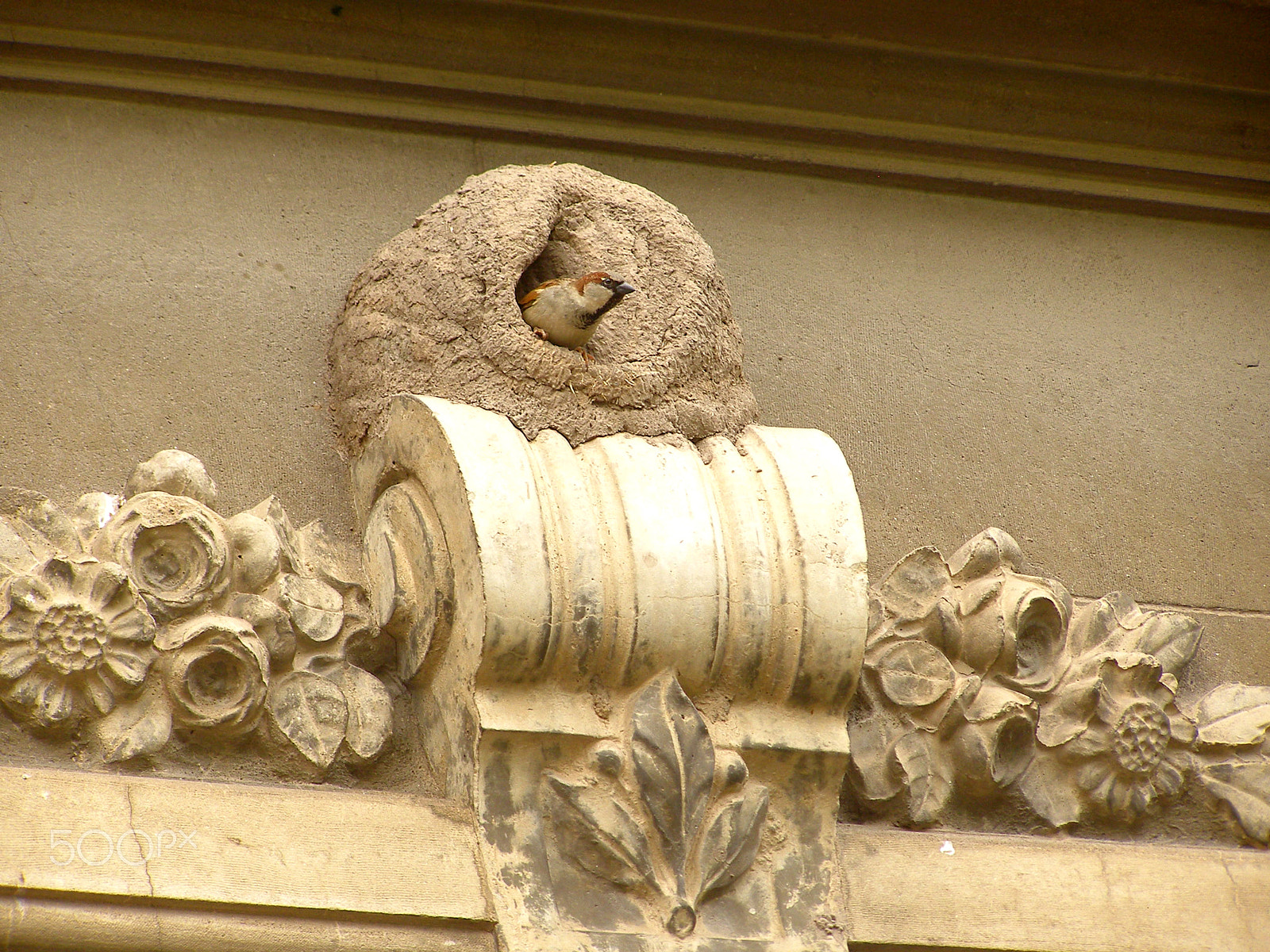 Olympus SP500UZ sample photo. This one stole the hornero's house. photography
