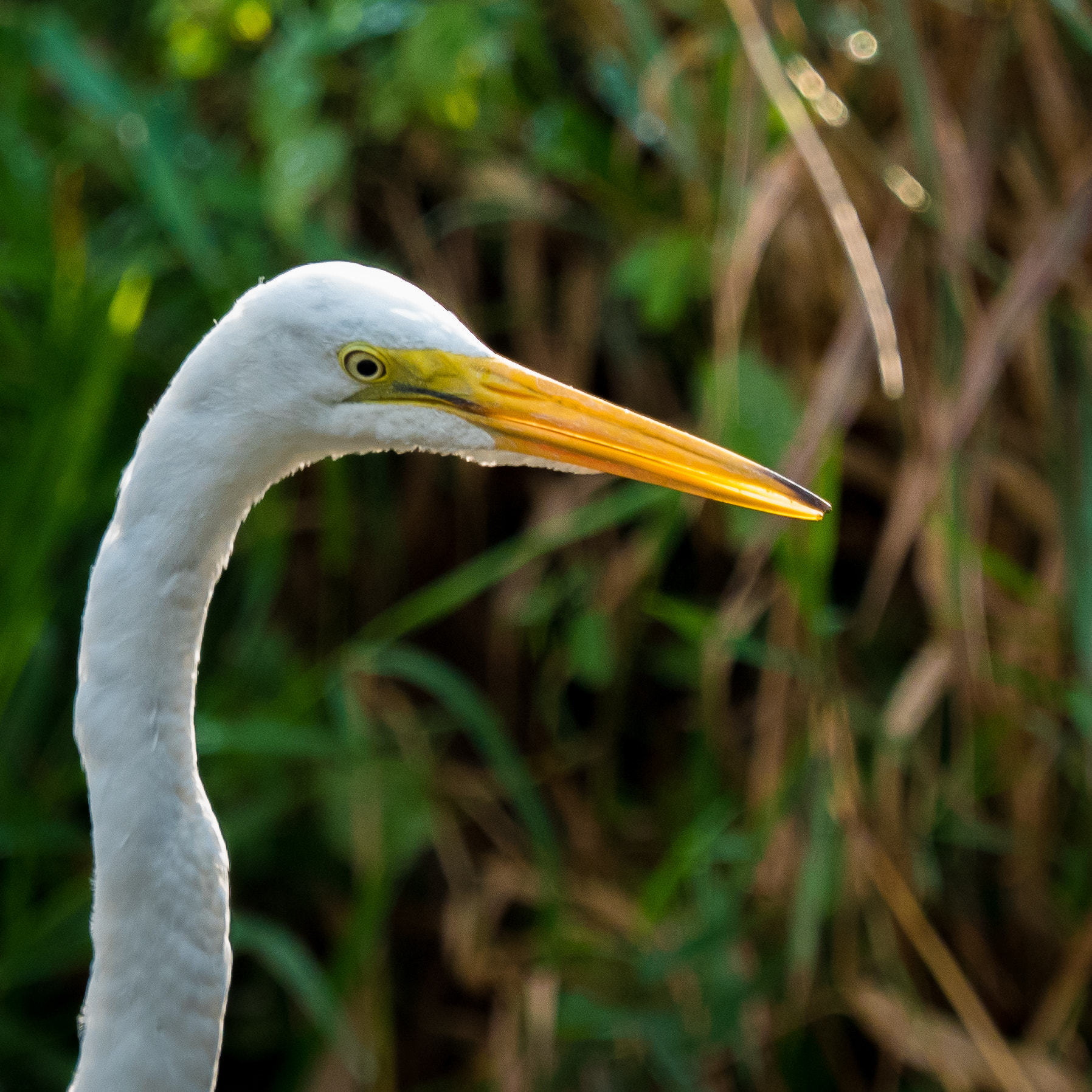 Olympus OM-D E-M5 II sample photo. The great egret photography