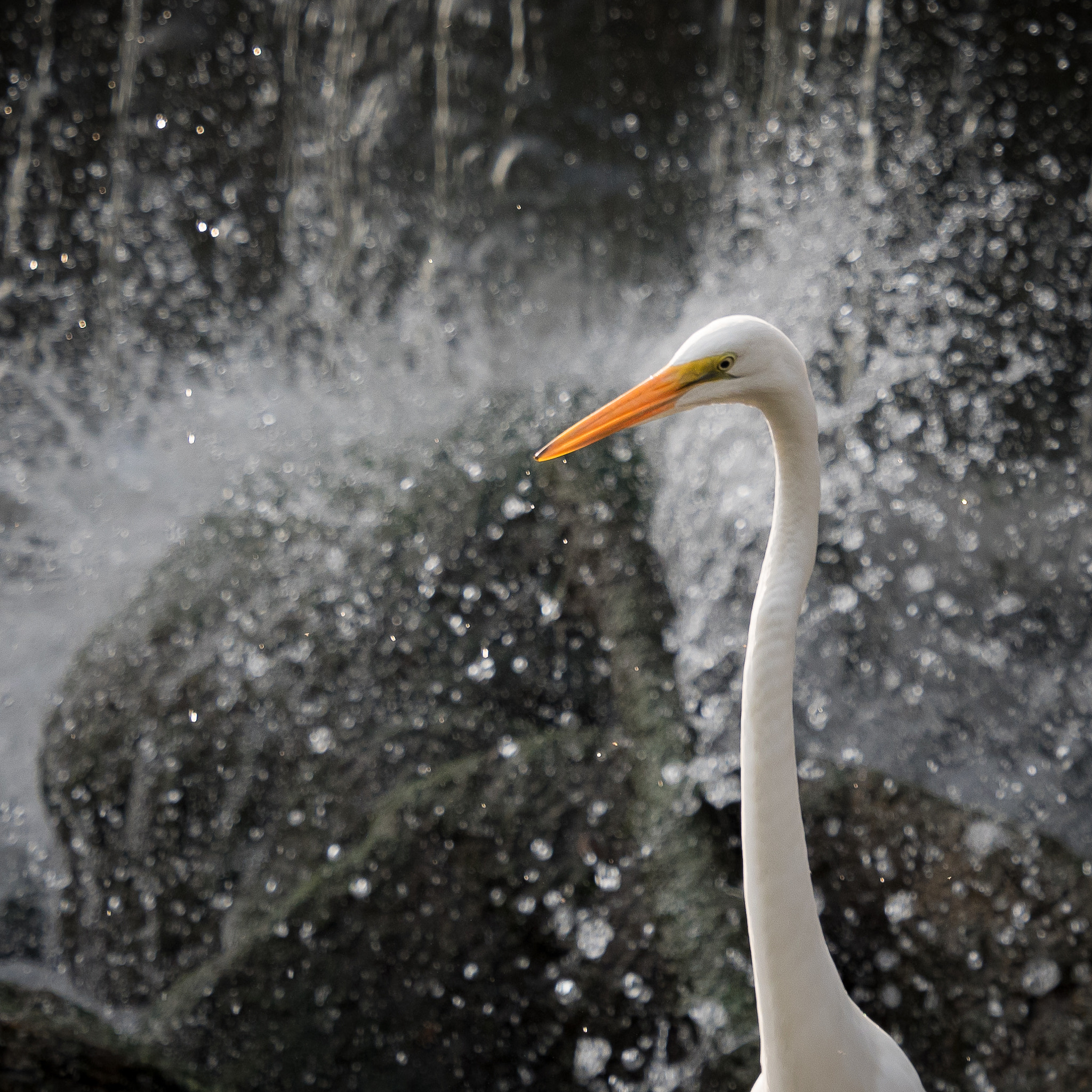 Olympus OM-D E-M5 II sample photo. Great egret at the dam photography