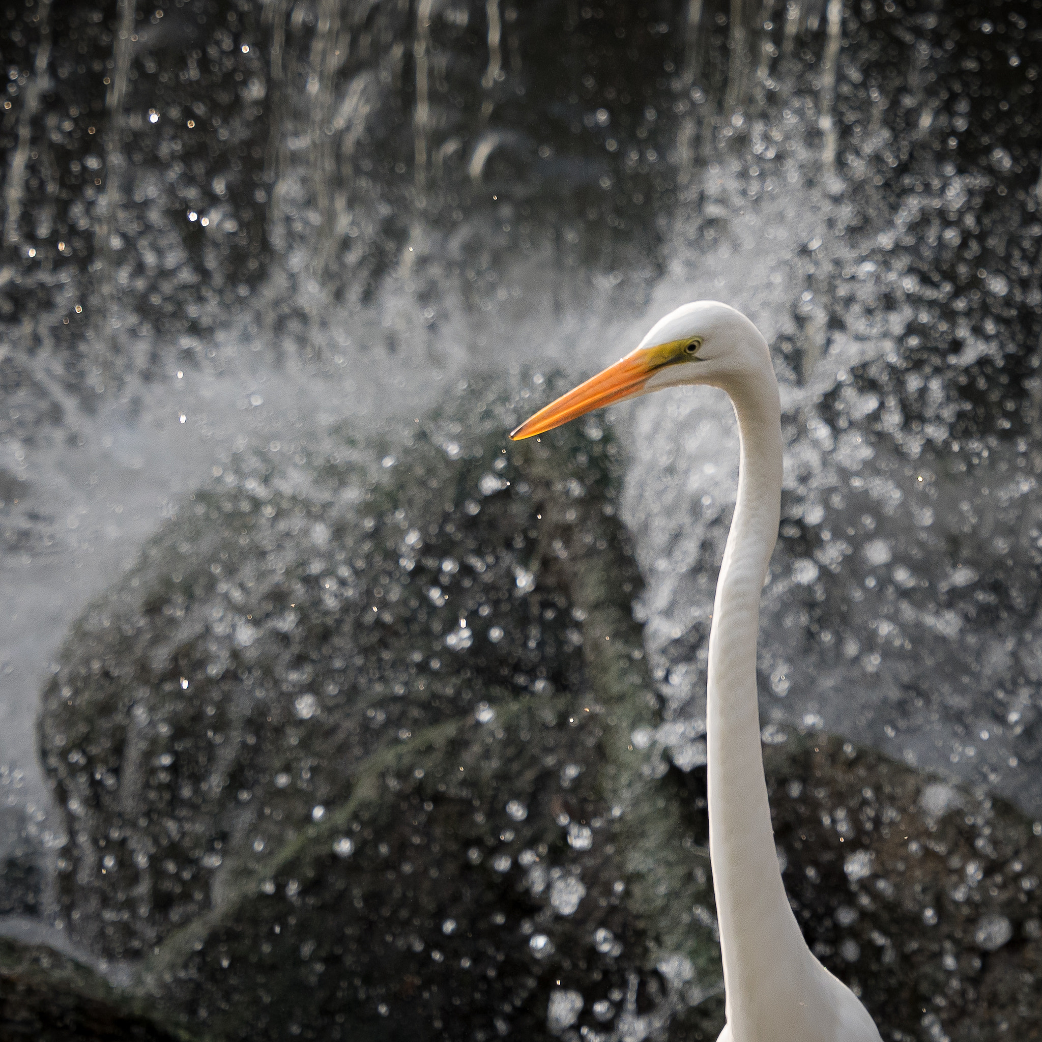 Olympus OM-D E-M5 II + Olympus M.Zuiko Digital ED 40-150mm F2.8 Pro sample photo. Great egret at the dam photography