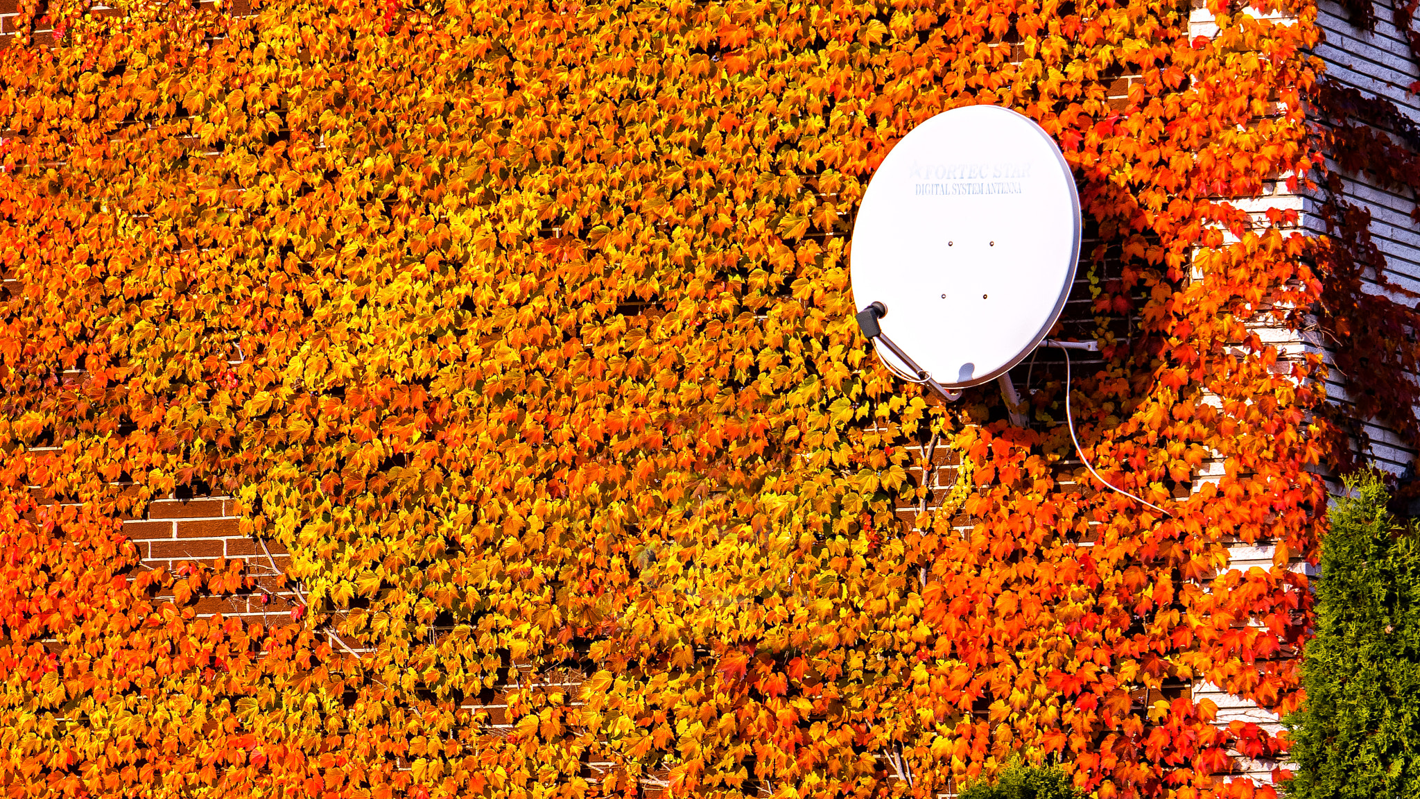 Nikon AF-S DX Micro-Nikkor 85mm F3.5G ED VR sample photo. Autumn photography