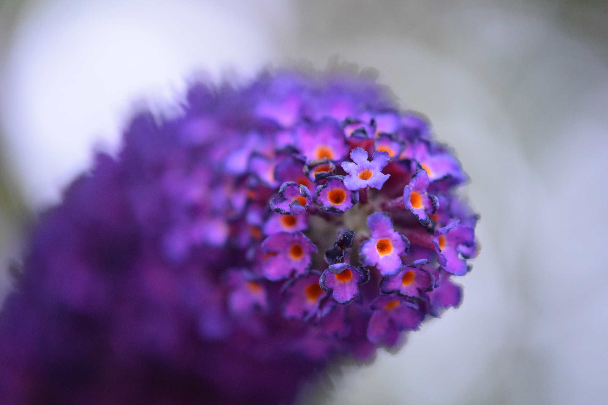Nikon AF-S DX Micro-Nikkor 85mm F3.5G ED VR sample photo. Found in oregon photography